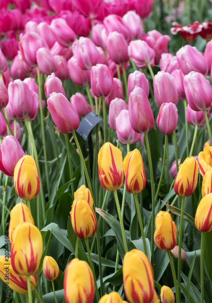 colorful tulips flowers blooming in a garden colorful tulips flowers blooming in a garden