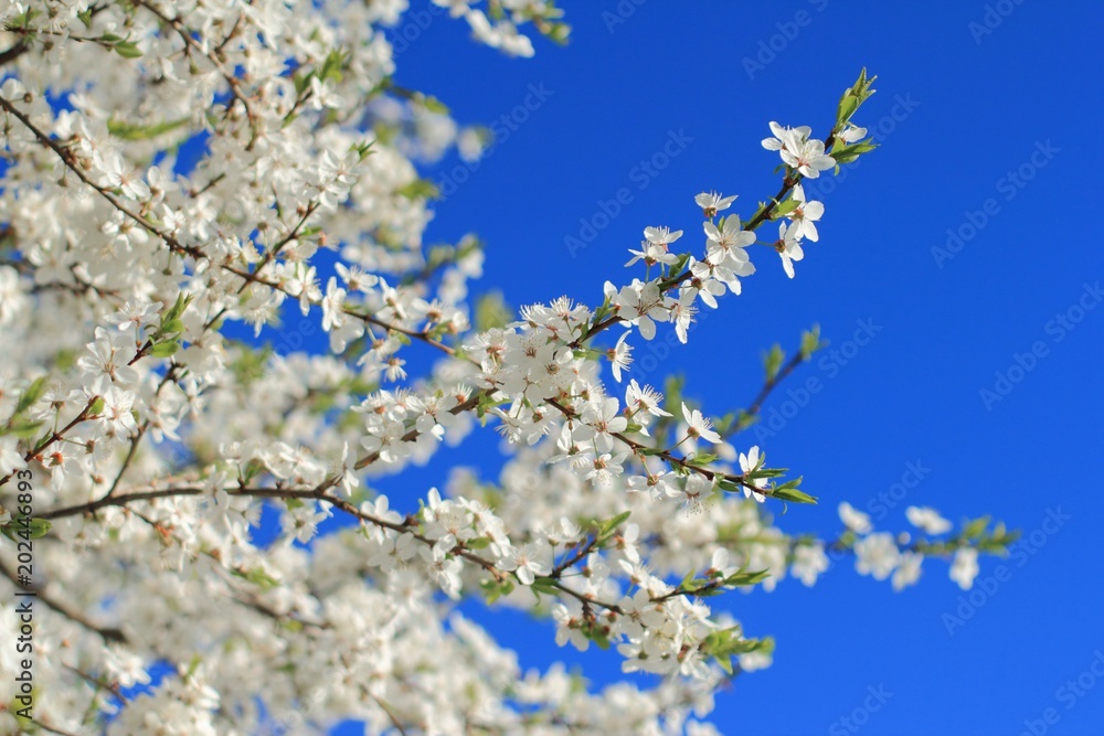 Blossom cherry tree on blue sky background. Spring natural background.