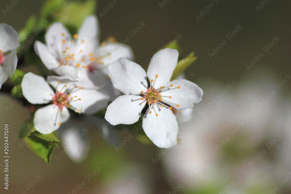 Cherry flowers blossoms in spring. Macro photography Cherry flowers blossoms in spring. Macro photography
