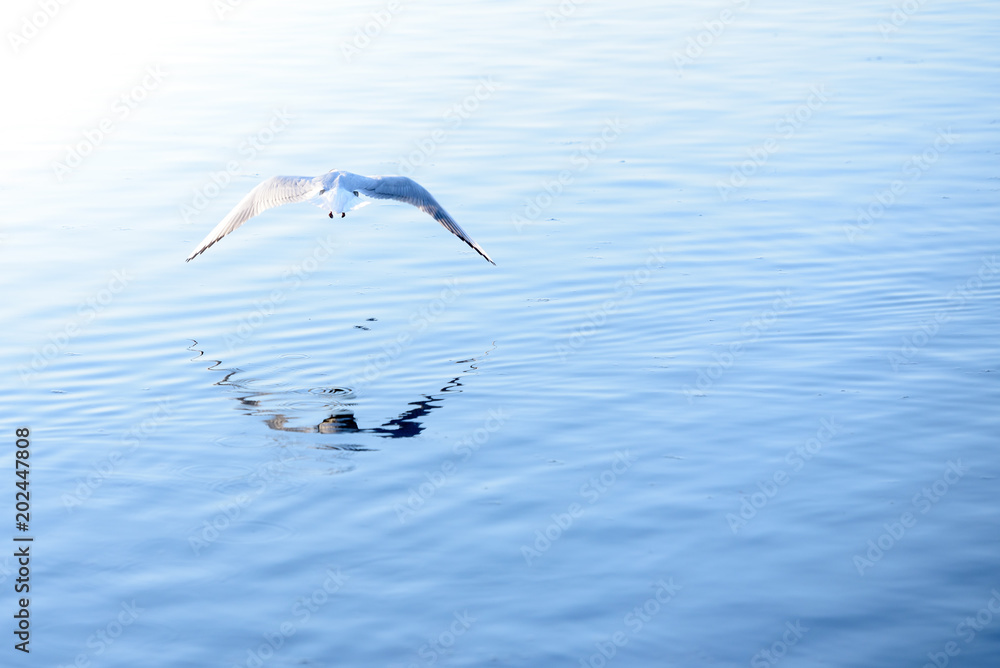 Fotografie bird flies over water