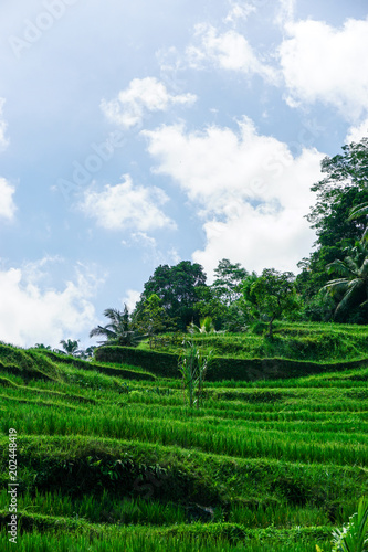 Rice terraces and fields in Bali, Indonesia