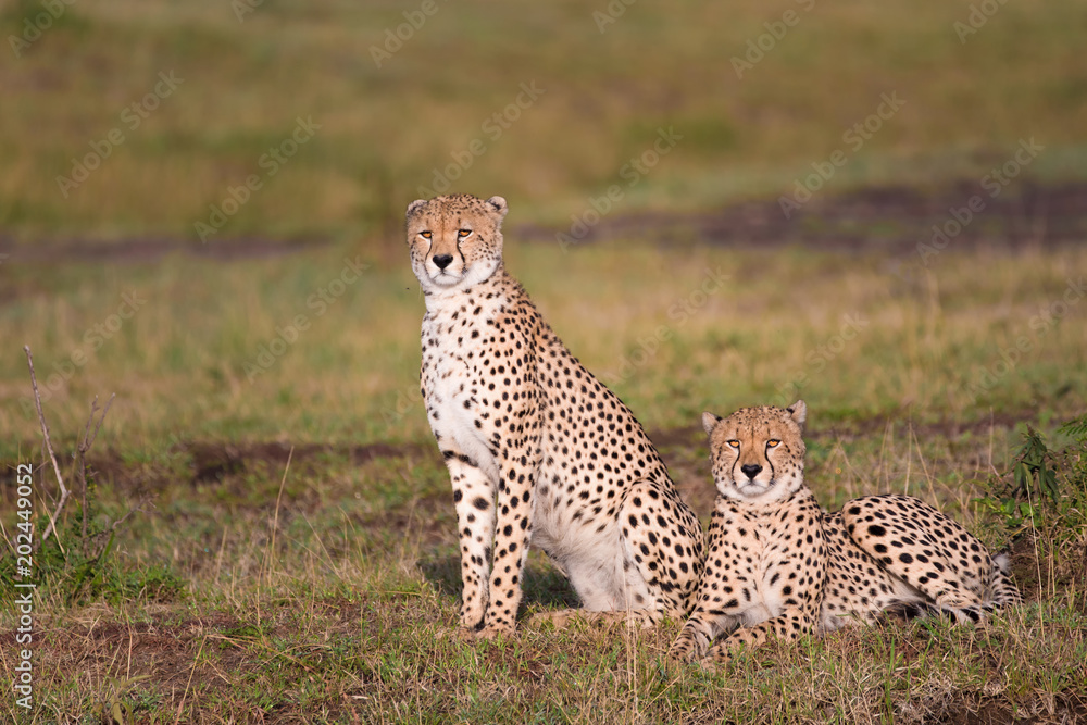 Zwei Geparde, liegend und sitzen im Gras der afrikanischen Savanne Zwei Geparde, liegend und sitzen im Gras der afrikanischen Savanne
