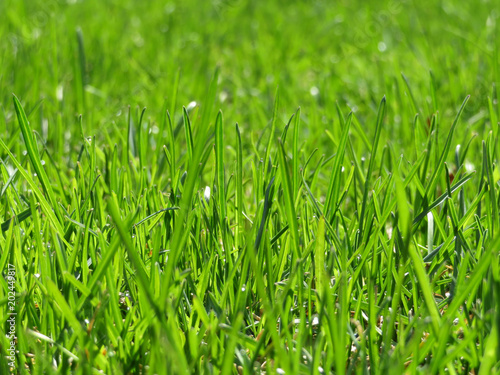 Light green grass texture. Environment day background