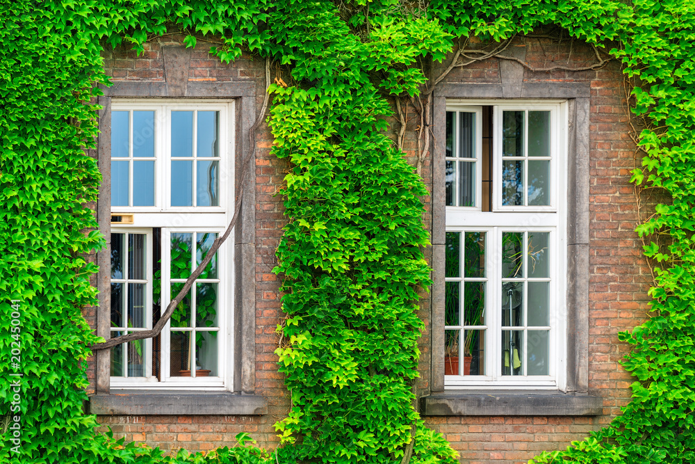 two windows and a dense vine on a brick wall
