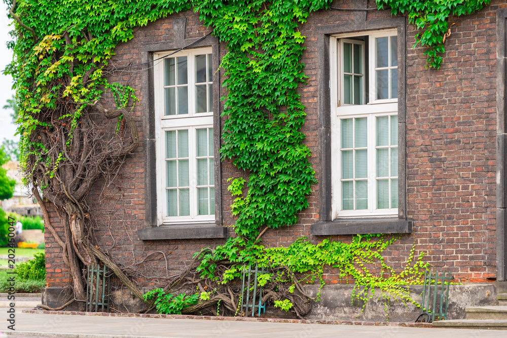 structure and nature, a wall covered with a vine