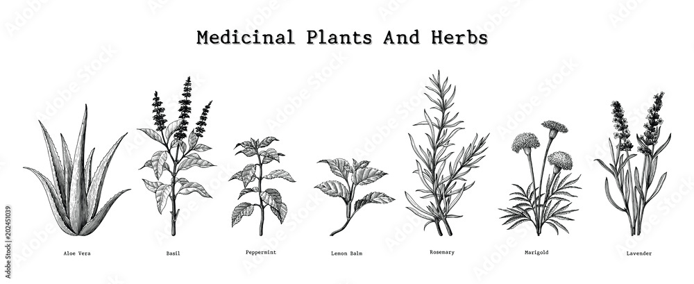 Obraz premium Roślin leczniczych i ziół ręcznie rysunek rocznika Grawerowanie ilustracja