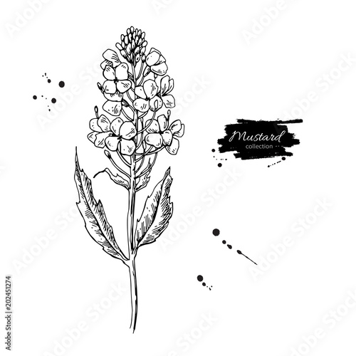 Mustard plant branch vector drawing. Botanical flower illustrati