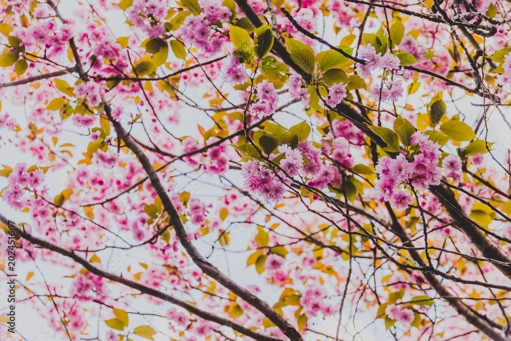 spring trees with branches full of pink flowers blooming spring trees with branches full of pink flowers blooming