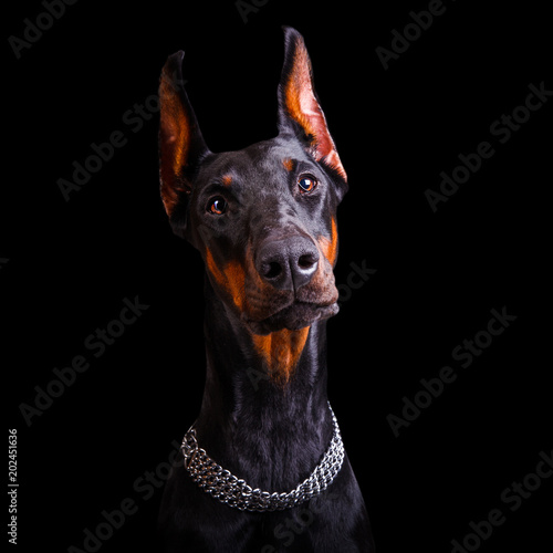 Собака породы доберман, крупным планом на черном фоне