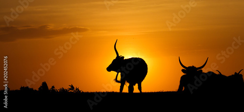 Silhouette of bull and heard of cows