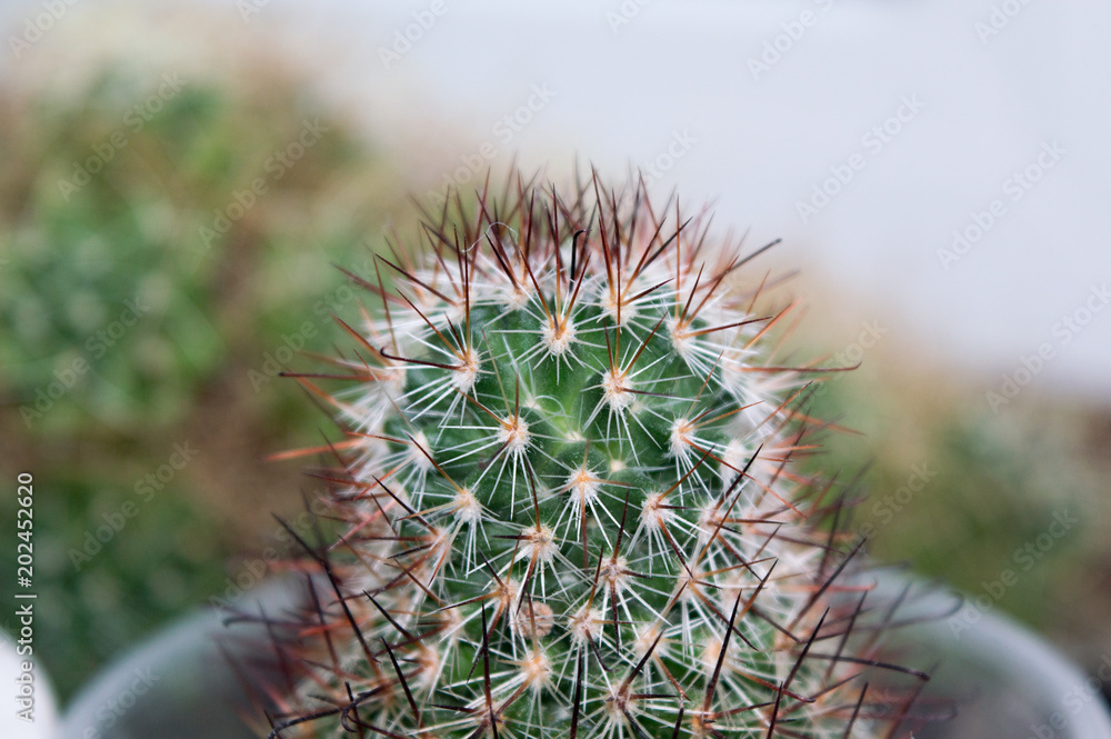 Mammillaria duoformis cactus with white and brown hooked spines growing on  window sill, ornamental drought tolerant houseplant Stock Photo | Adobe  Stock