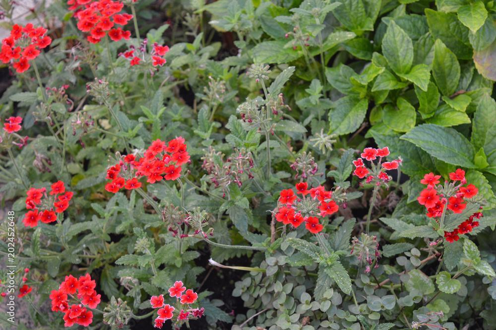 Red verbena blooming in summer park in urban flower bed, ornamental garden plant native to Americas and Asia