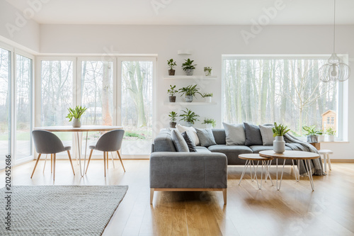 Two hairpin tables with fresh tulips standing in bright living room interior with potted plants, windows, corner couch and carpet on the floor photo