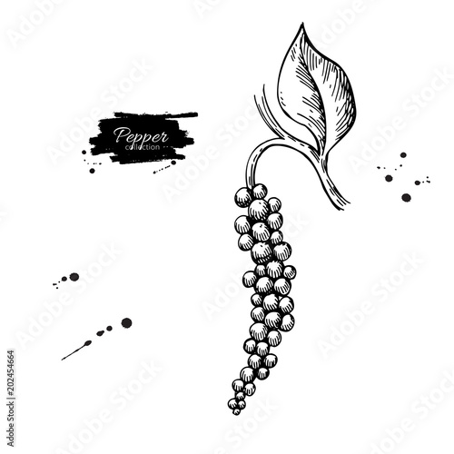 Black pepper plant branch vector drawing. Botanical illustration