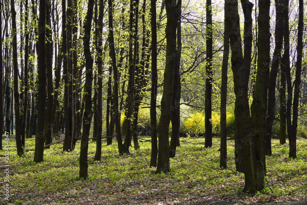 Wood landscape with an early spring green foliage in a city park in Warsaw, Poland Wood landscape with an early spring green foliage in a city park in Warsaw, Poland