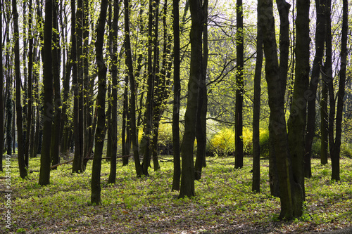 Fototapeta Naklejka Na Ścianę i Meble -  Wood landscape with an early spring green foliage in a city park in Warsaw, Poland