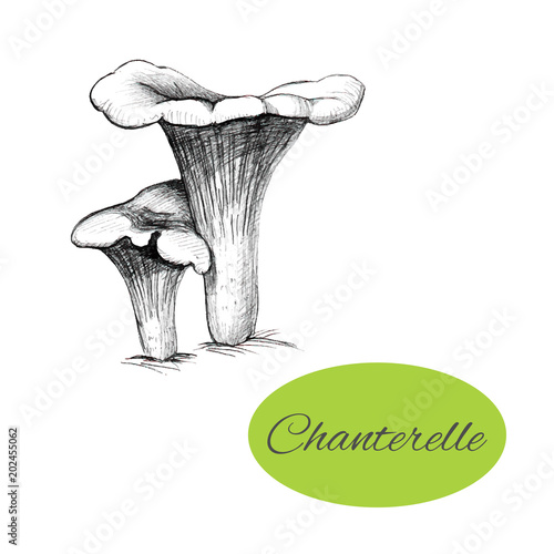 Chanterelle Hand Drawn photo