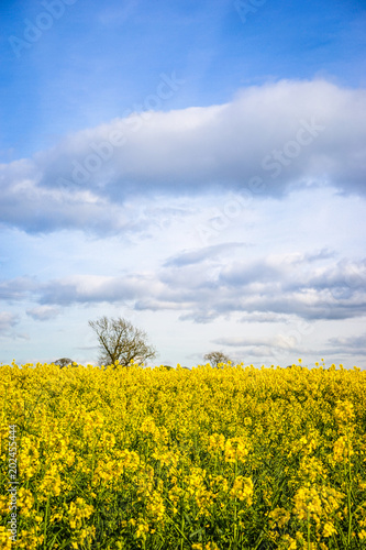 A Yellow Field of Rapeseed Flower, England