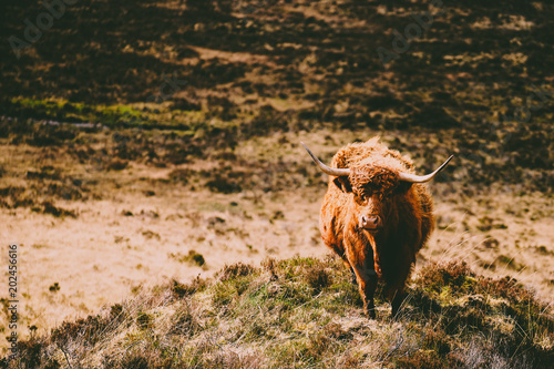 Highland Cow Shaggy Hair  Isle of Skype  Highland  Scotland