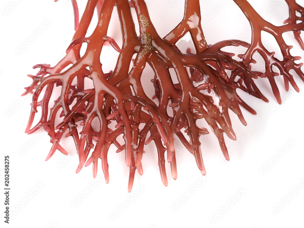 Φωτογραφία Gigartina Pistillata

Edible red seaweed in the family Gigartina