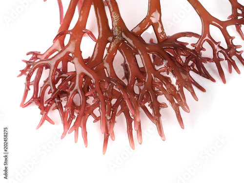 Gigartina Pistillata

Edible red seaweed in the family Gigartina. Binomial name: Gigartina Pistillata. 