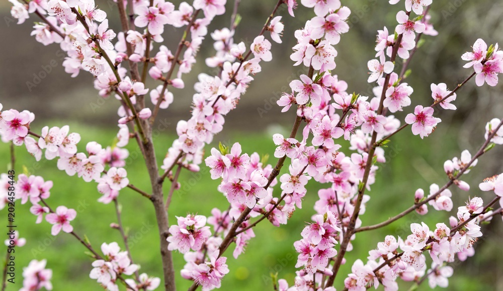 Obraz premium spring blossom tree