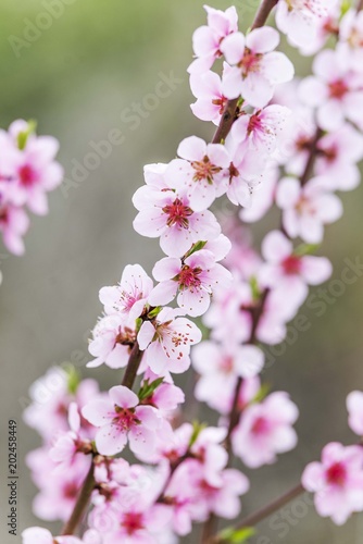 Fototapeta Naklejka Na Ścianę i Meble -  spring blossom tree