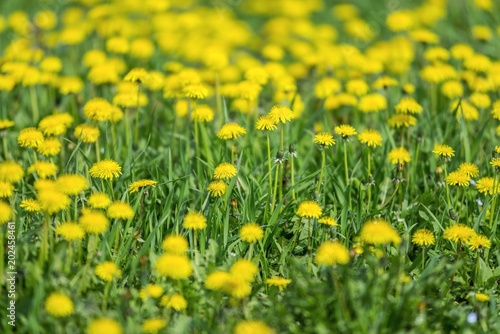 spring dandelions © Djordje