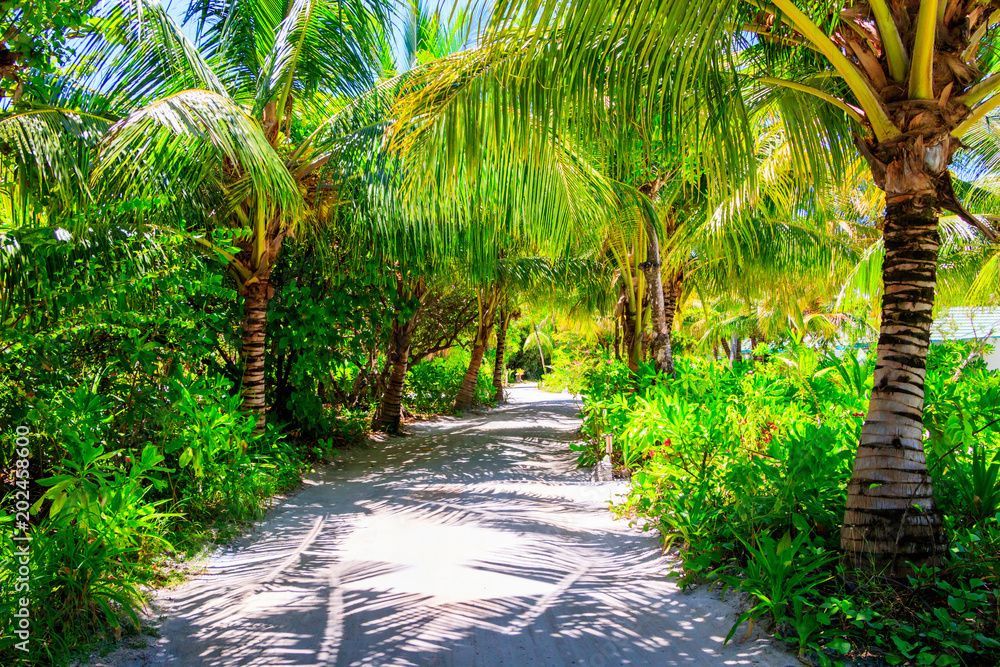 Walkway between palm trees on a Maldives island Walkway between palm trees on a Maldives island
