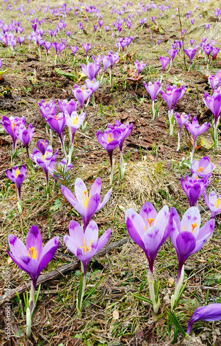 Purple Crocus flowers in spring mountains