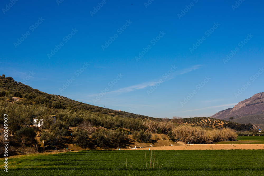 Obraz premium Landscape