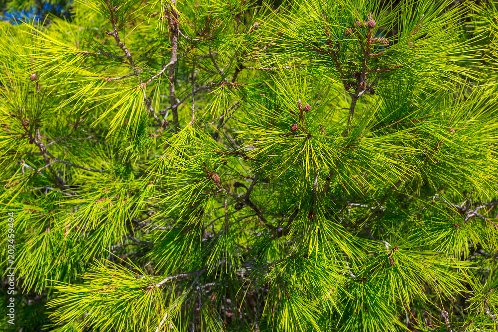 Bright green pine branches background Bright green pine branches background