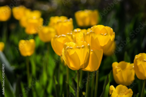 Group of  beautiful yellow tulips growing in the garden lit by sunlight on springtime as flowers concept