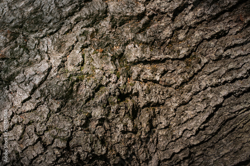 Close-up natural texture of brown bark tree. 