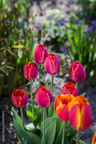 Group of  beautiful red tulips growing in the garden lit by sunlight on springtime as flowers concept