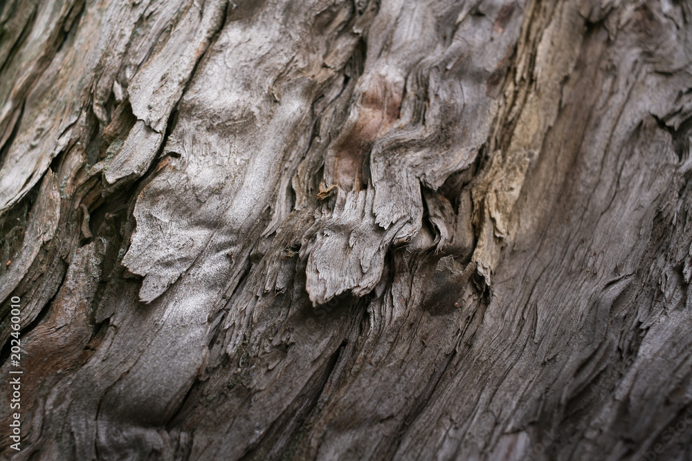 Close-up structure of fibers of old falling apart rotten wood. Close-up structure of fibers of old falling apart rotten wood.