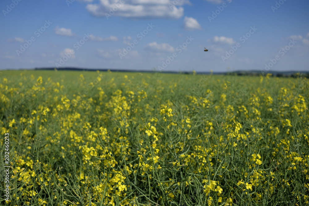 flying bug over green and yellow young colza field with forest in background and blue sky, Europe, Hungary / agriculture and countryside - spring