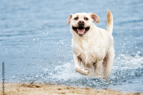 Labrador dog running in splashing water