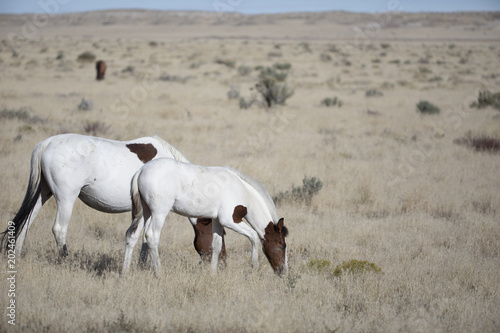 Onaqui Herd wild mustangs in the Great Desert Basin, Utah USA © Dennis Donohue