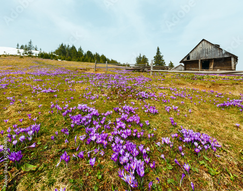 Fototapeta Naklejka Na Ścianę i Meble -  Purple Crocus flowers on spring mountain