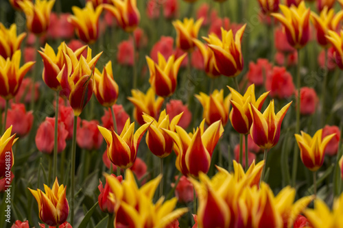 Gelb rote Tulpen  Tulipa  