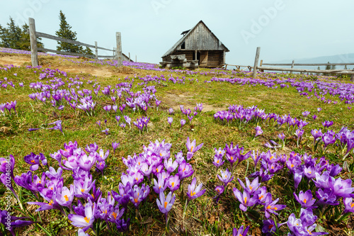 Purple Crocus flowers on spring mountain hill