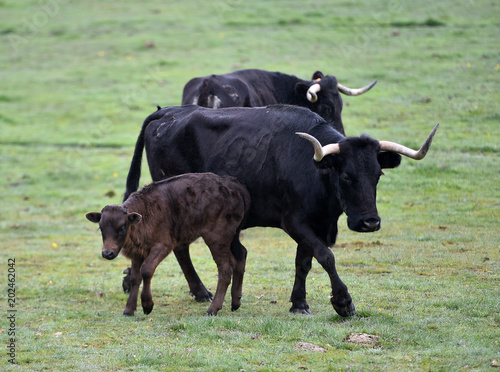 toros en el campo en españa