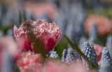 Feld mit gefransten rosa Tulpen (Tulipa) und hellblauen Traubenhyazinthen