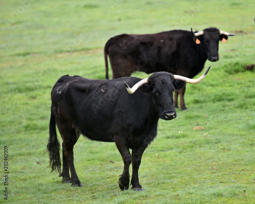 toros en el campo en españa