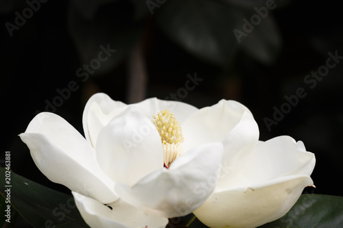 magnolia grandiflora linn