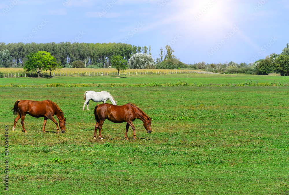 Horses on the farm. Horses on the farm.