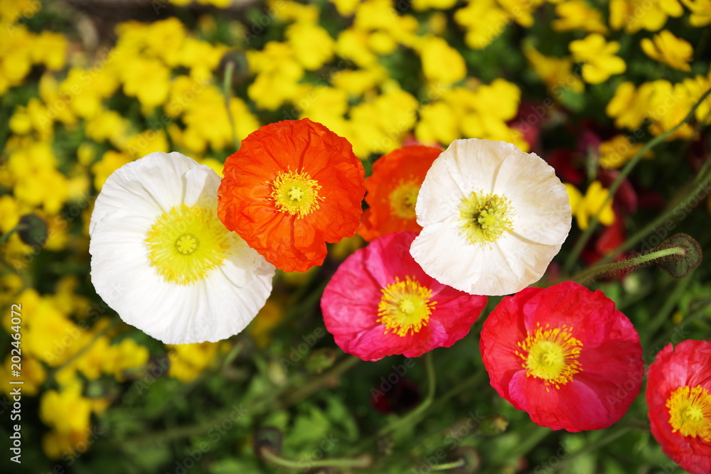 beautiful colorful spring season flower