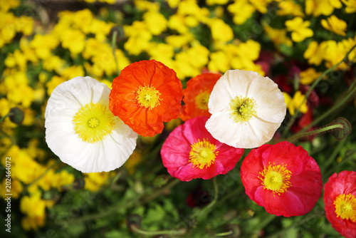 beautiful colorful spring season flower