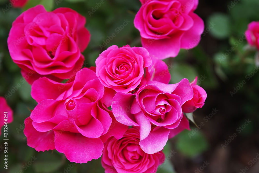 beautiful spring rose beautiful spring rose